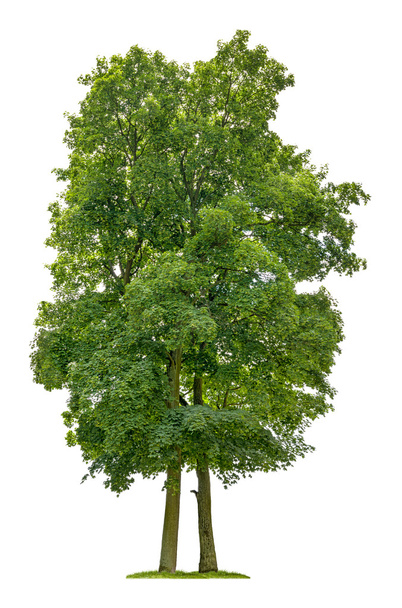 Eristetty vaahtera puu valkoisella pohjalla
 - Valokuva, kuva