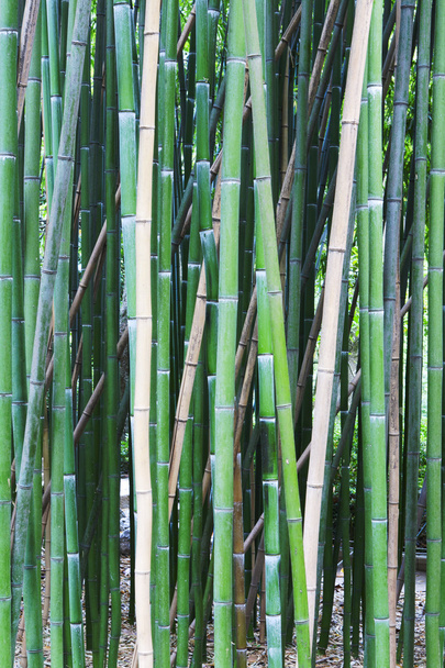 Bambusbaum Holz Hintergrund - Foto, Bild