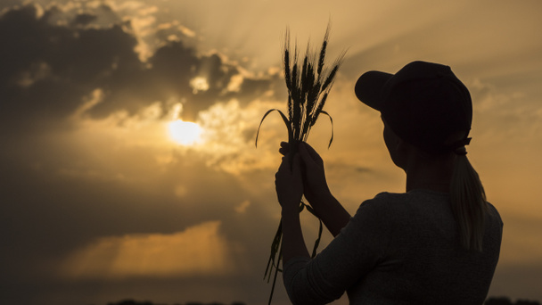 Buğdayın kulaklarına bakan genç bir çiftçinin silueti. Geri görünüm - Fotoğraf, Görsel