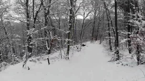 Sneeuw vallen in de bergen, vlucht boven het bos in de Winter, Hd - Video