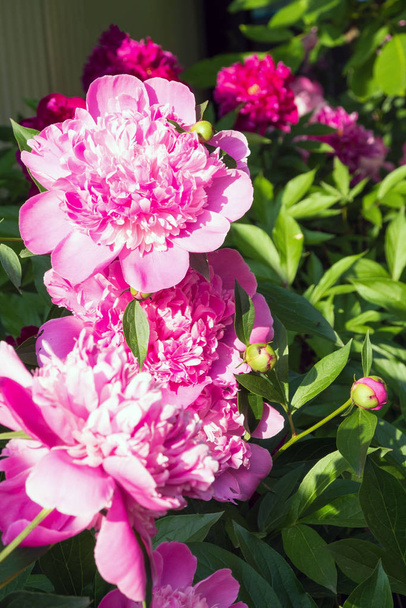 Grote roze pioenrozen onder groene bladeren. Fel zonlicht valt op de bloemen. Prachtige bloementuin in de tuin in het land. Lanshafta design. Bloemschikken. - Foto, afbeelding