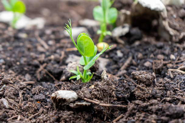 Close-up de um broto de ervilha crescendo fora do solo de compostagem em um jardim em casa, na temporada de primavera. Usado como um microgreen ou cultivado para vagens
. - Foto, Imagem