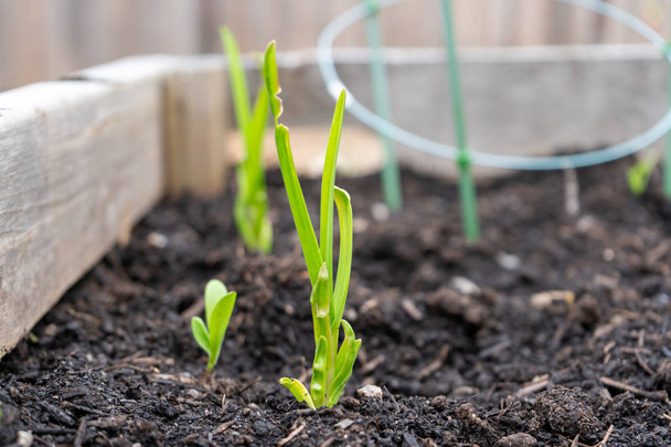 Garlic stems growing from a planted garlic clove, in a home garden planter. - Photo, Image