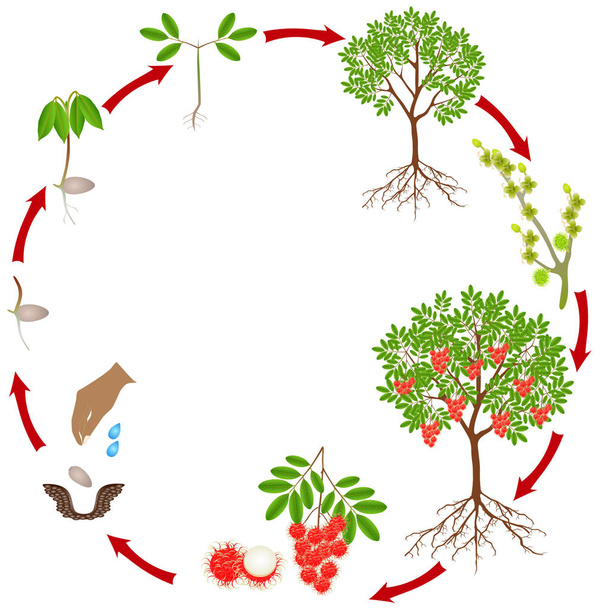 Κύκλος ζωής ενός φυτού Rambutan σε λευκό φόντο. - Διάνυσμα, εικόνα