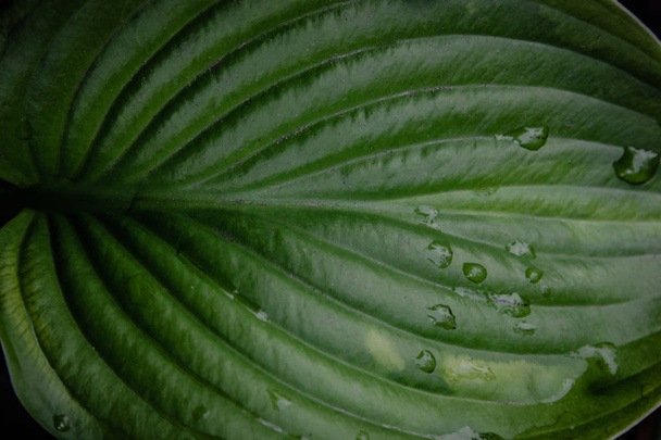 Green leaf with rain drops - Fotoğraf, Görsel