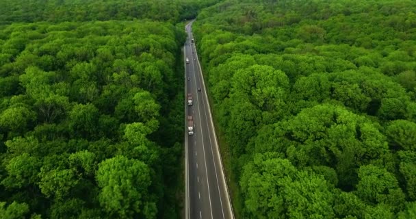 Aerial view flying over old patched two lane forest road with car moving green trees of dense woods growing both sides. Car driving along the forest road. AERIAL: Car driving through pine forest. - Footage, Video