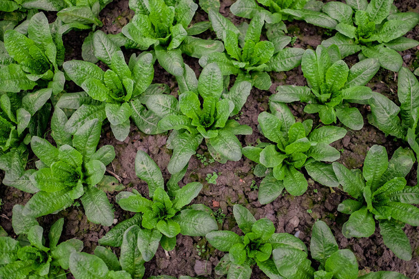 Green vegetable background of fresh lettuce  - Fotoğraf, Görsel