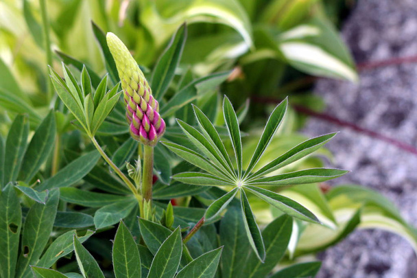 Lupin vagy Lupinus vagy Lupin lágyszárú évelő virágos növény sűrű zárt borsó-szerű virágok egy merev tüske körül lágy zöld, szürke-zöld levelek bevont ezüstös szőrszálakat körül más növények a helyi kertben meleg napsütéses SP - Fotó, kép