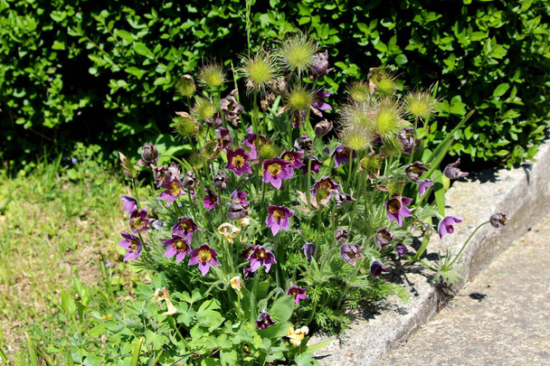 Pulsatilla vulgaris or Pasque flowers or Pasqueflowers or European pasqueflowers or Danes blood herbaceous perennial flowering plants with blooming dark violet flowers and hairy silky white seed heads densely planted in local garden near concrete sid - Photo, Image