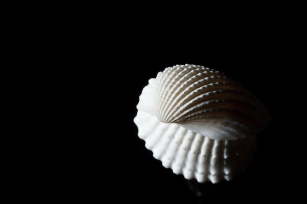 Sea shell isolated on black - Foto, Bild
