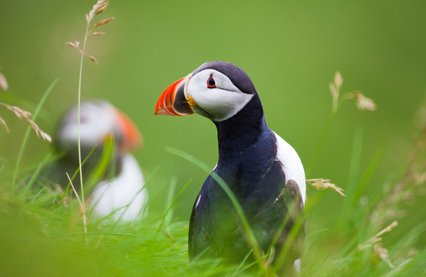 Atlantic Puffins in Iceland - Photo, Image
