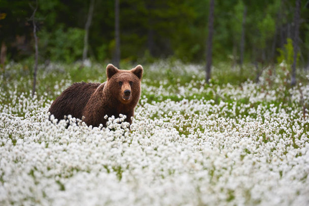 Ruskea karhu (Ursus arctos) kävelee puuvillan ruohon keskellä
. - Valokuva, kuva