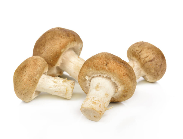 Shiitake mushroom on the White background - Photo, Image