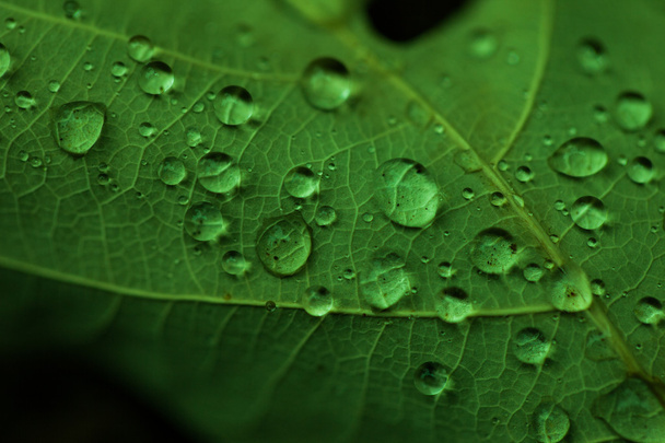 Drops of water on a green leaf - 写真・画像