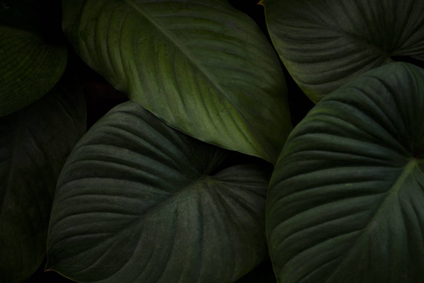 trópusi zöldlevelű természetes háttér  - Fotó, kép