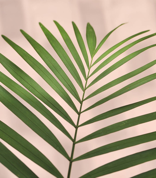 Palm tree leaf on colorful background. - Photo, Image