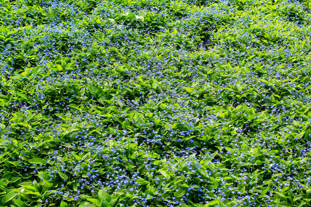 青い花でいっぱいの背景写真 - 写真・画像