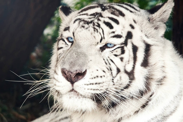 bengaler weißer Tiger aus nächster Nähe (panthera tigris tigris)) - Foto, Bild