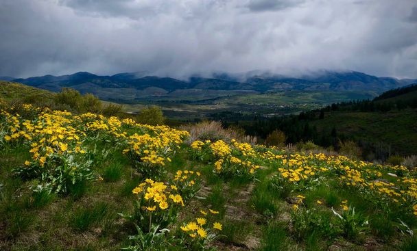 Arnica blossoms on the hill above Winthrop. Arrowleaf Balsamroot flowers near  Sun Mountain Lodge in North Cascades. Washington. United States of America - Photo, Image
