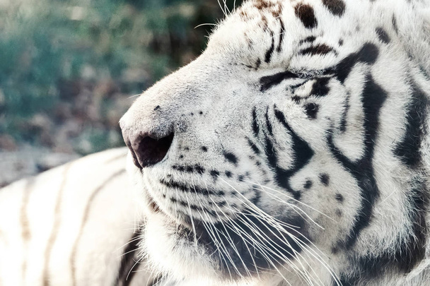 Bengala Tigre Blanco Primer plano (Panthera tigris tigris
) - Foto, Imagen