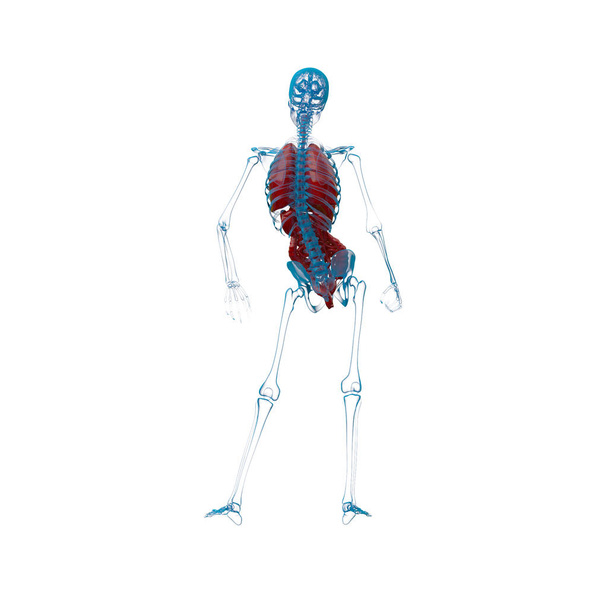 3D rendering orvosi ábrán az emberi emésztőrendszer  - Fotó, kép