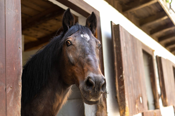 Grande cavalo marrom olhando surpreso, olhos bem abertos
 - Foto, Imagem