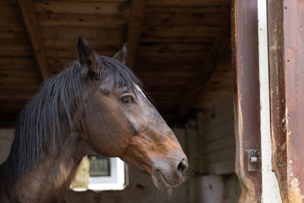 Perfil retrato de um cavalo puro-sangue escuro através do estábulo
 - Foto, Imagem