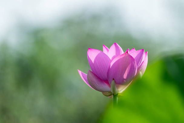 beautiful lotus flower closeup - Фото, изображение