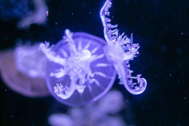 Close-up Jellyfish, Medusa in fish tank with neon light. Jellyfi - Fotoğraf, Görsel