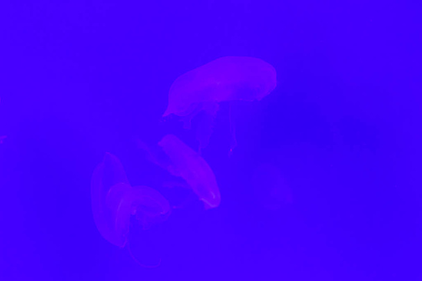 Close-up Jellyfish, Medusa in fish tank with neon light. Jellyfi - Foto, imagen