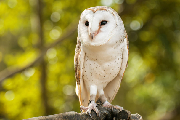 Beautiful Barn Owl - 写真・画像