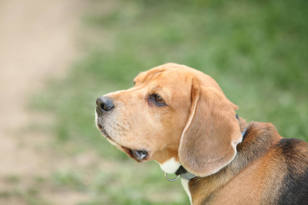 Beagle psa zblízka  - Fotografie, Obrázek