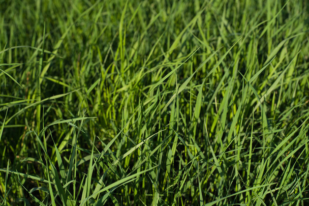 Green grass natural background texture, Lawn for the background - Photo, Image
