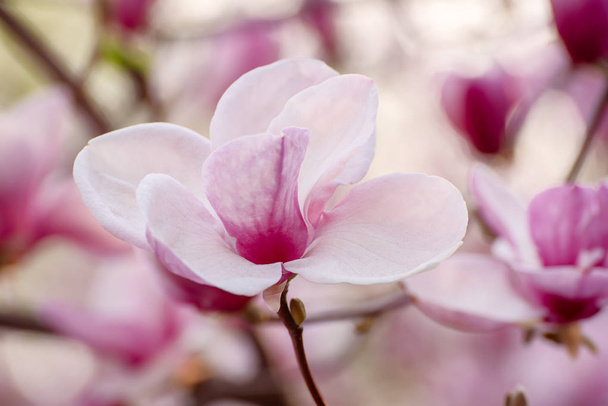 Magnolia spring flowers - Valokuva, kuva