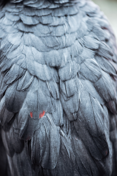 Widok z bliska żywe szare puszyste skrzydła papuga z piórami - Zdjęcie, obraz
