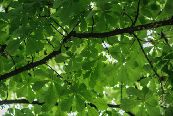κάτω όψη της καστανιάς με πράσινα φύλλα σε κλαδιά  - Φωτογραφία, εικόνα