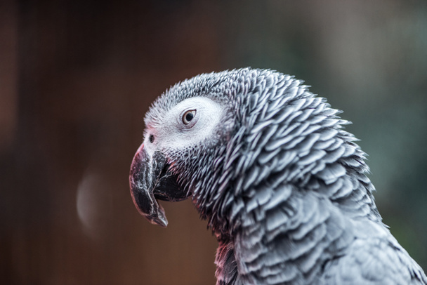 vue rapprochée du perroquet duveteux gris vif
  - Photo, image