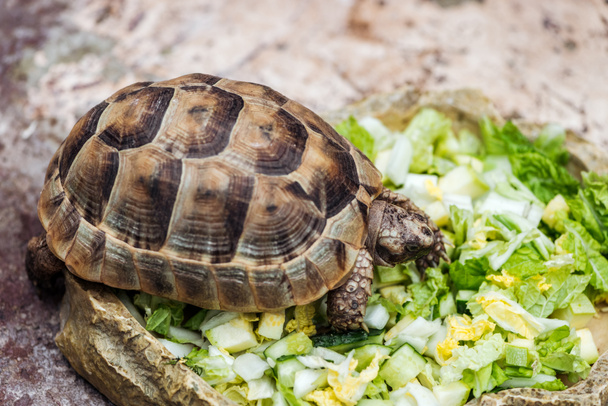 χαριτωμένο χελώνα τρώγοντας φρέσκο ψιλοκομμένο πράσινο μαρούλι από το πέτρινο μπολ - Φωτογραφία, εικόνα