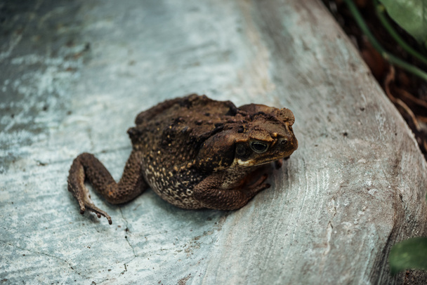 close up view of brown frog sitting on stone - Φωτογραφία, εικόνα