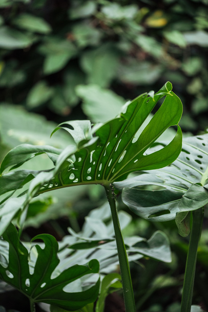 selective focus of green exotic palm leaves - 写真・画像