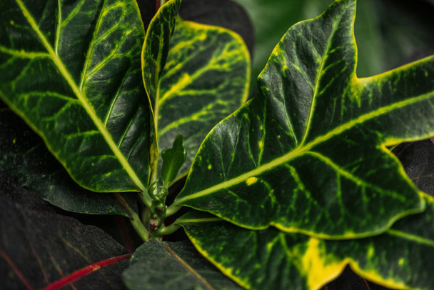 close up view of green and yellow exotic leaves - Foto, afbeelding