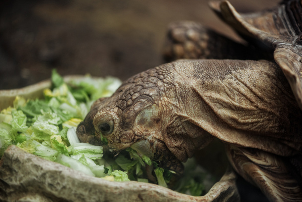 close up view of turtle eating fresh lettuce from bowl - Фото, зображення