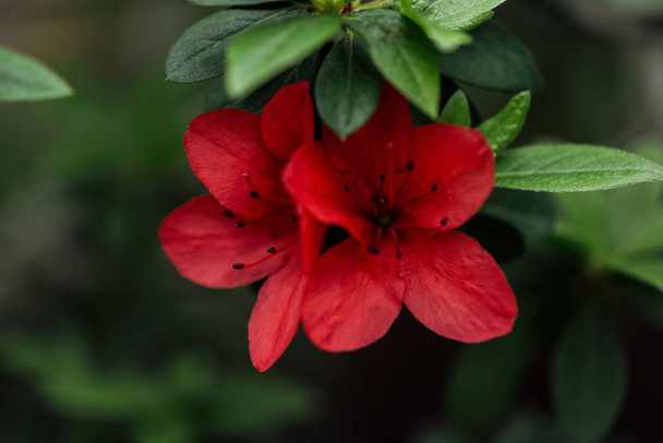 vue rapprochée des fleurs rouges en fleurs et des feuilles vertes
 - Photo, image