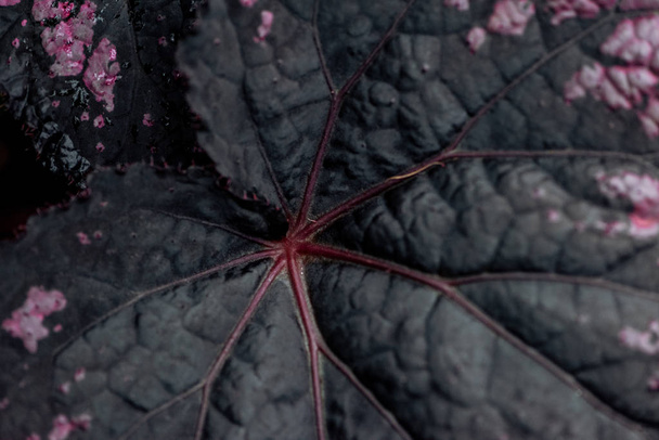 top view of dark textured leaf with pink dots - Φωτογραφία, εικόνα