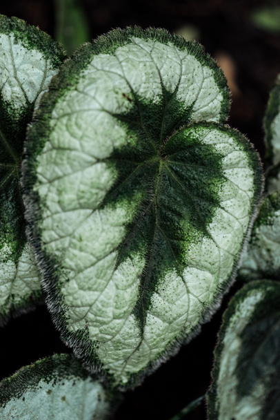 közeli kilátás a zöld és fehér textúrájú egzotikus levelre - Fotó, kép