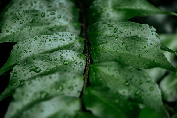 close up view of wet green palm exotic leaf - Foto, afbeelding