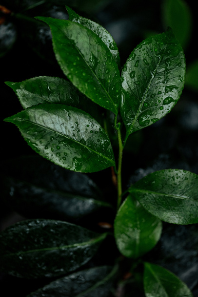 close up view of wet green natural leaves - Foto, afbeelding