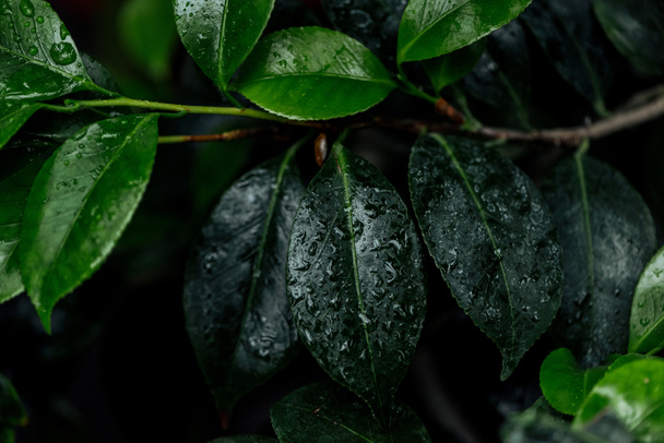 close up view of wet green natural leaves on tree branch - Фото, изображение