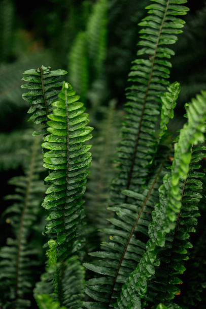 selective focus of green colorful fern leaves - Фото, изображение