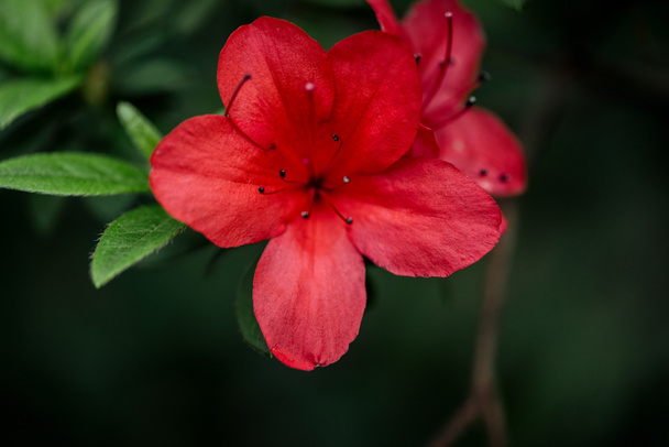 close up view of red blossoming flowers with petals and green leaves - Photo, image